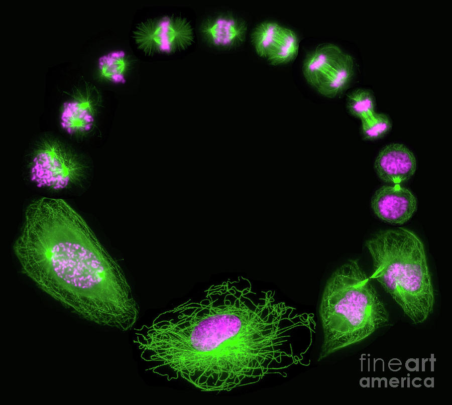 Mitosis And Cytokinesis Photograph by Dr. Juan F. Gimenez-abian / Science Photo Library