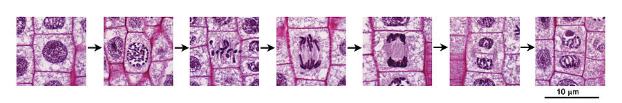 Anaphase Photograph - Mitosis, Onion Root Tip by Johnny Carson