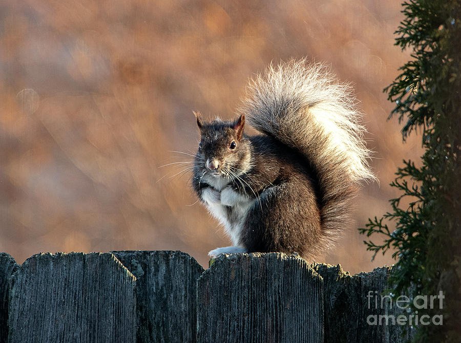 Mittens the Squirrel Photograph by Sandra Js