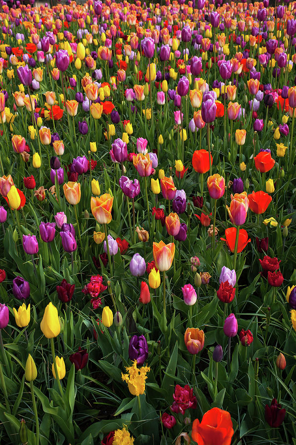 Mix of Multicolored Tulips in Flowerbed 1 Photograph by Jenny Rainbow