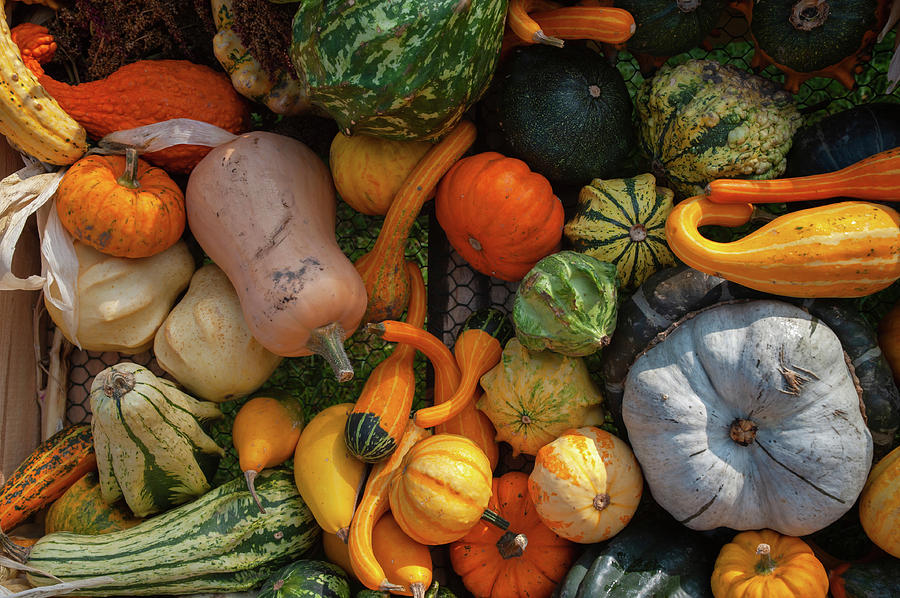 Mix of Ripe Orange, Yellow, Green Pumpkins, Squash, Gourds Photograph by Jenny Rainbow