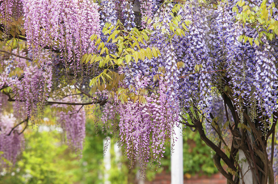 Mixed Bloom of Pink and Purple Wisteria Photograph by Jenny Rainbow ...