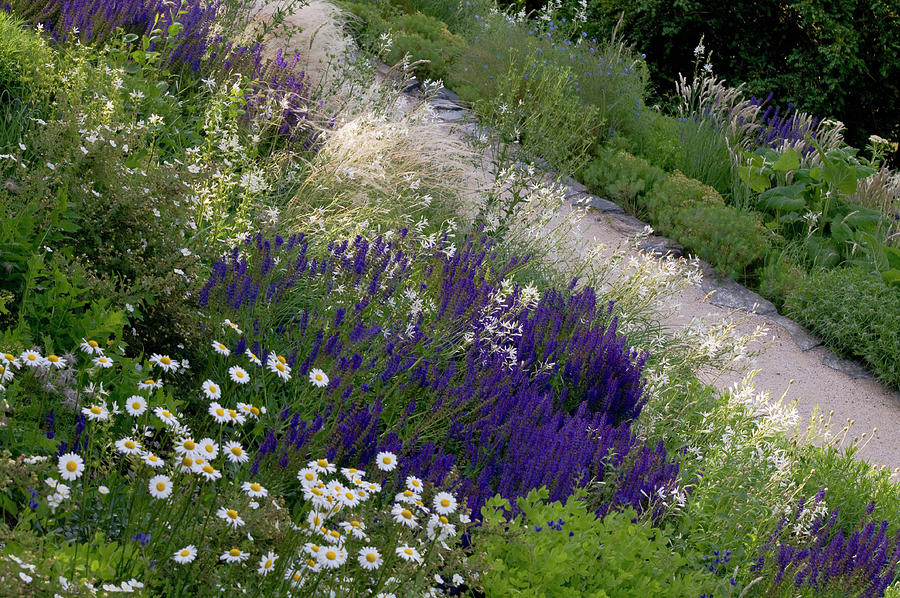 Border Of Mixed Summer Flowers Photograph