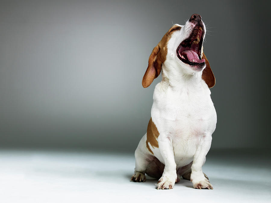 Mixed Breed Dog Yawning, Close-up Photograph by Thomas Barwick
