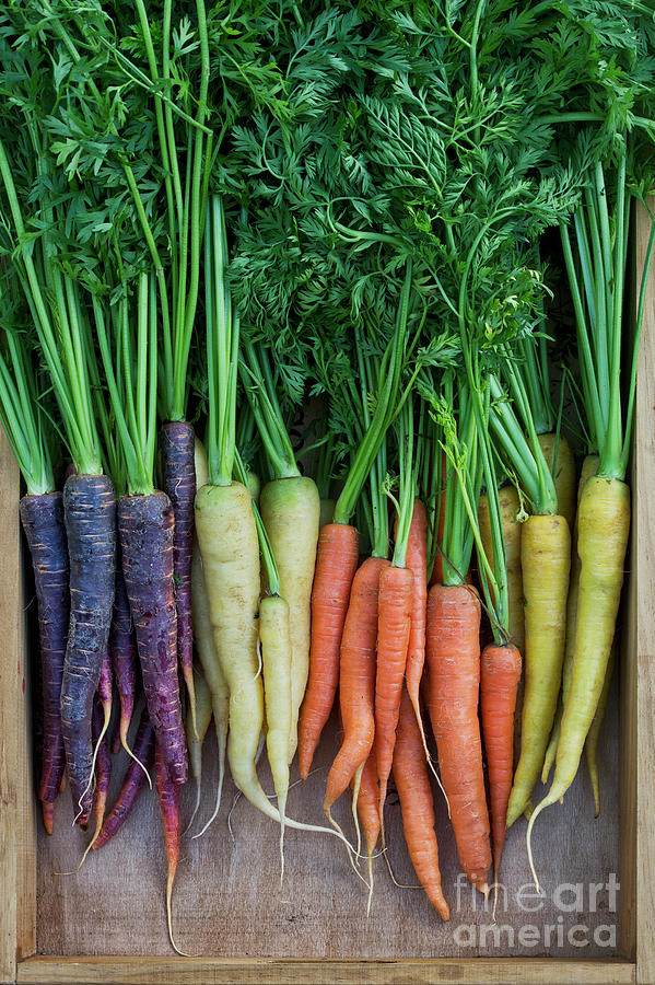 Mixed Carrots Photograph by Tim Gainey