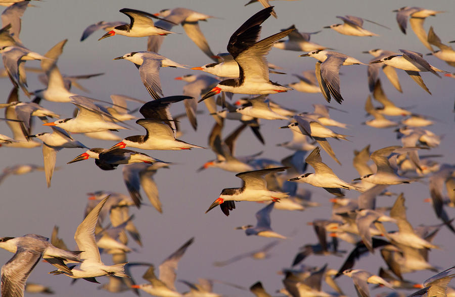 Mixed Flock Of Shorebirds Photograph by Ivan Kuzmin
