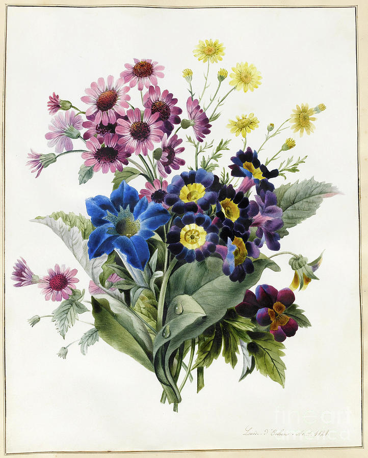 Mixed Flowers, Aster Sp., Auricula, Ragwort, Viola, Campanula, Gentiana ...