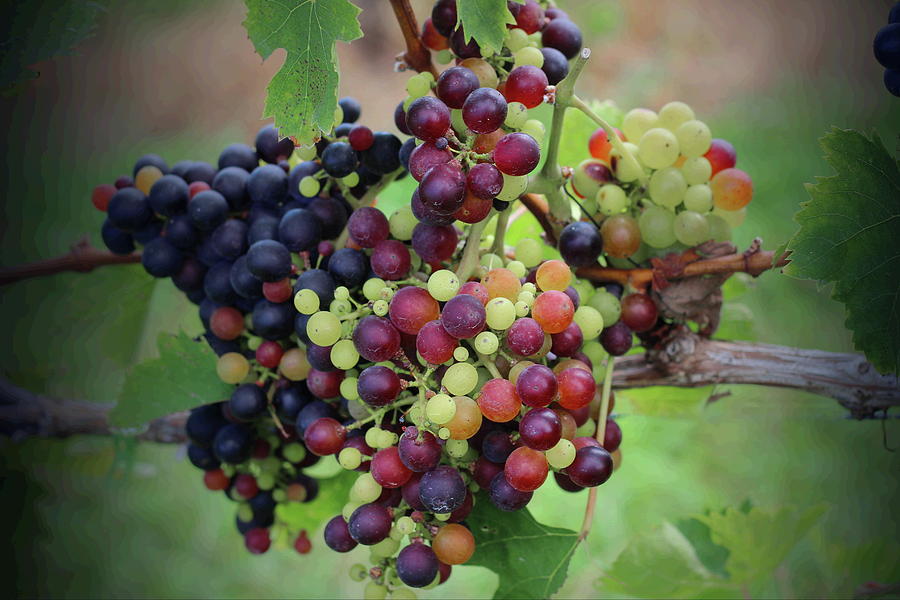 Mixed Grape Bunches Photograph by Cathy Lindsey