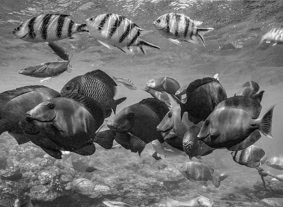 Mixed Group Of Fish In Shallows Photograph by Tim Fitzharris
