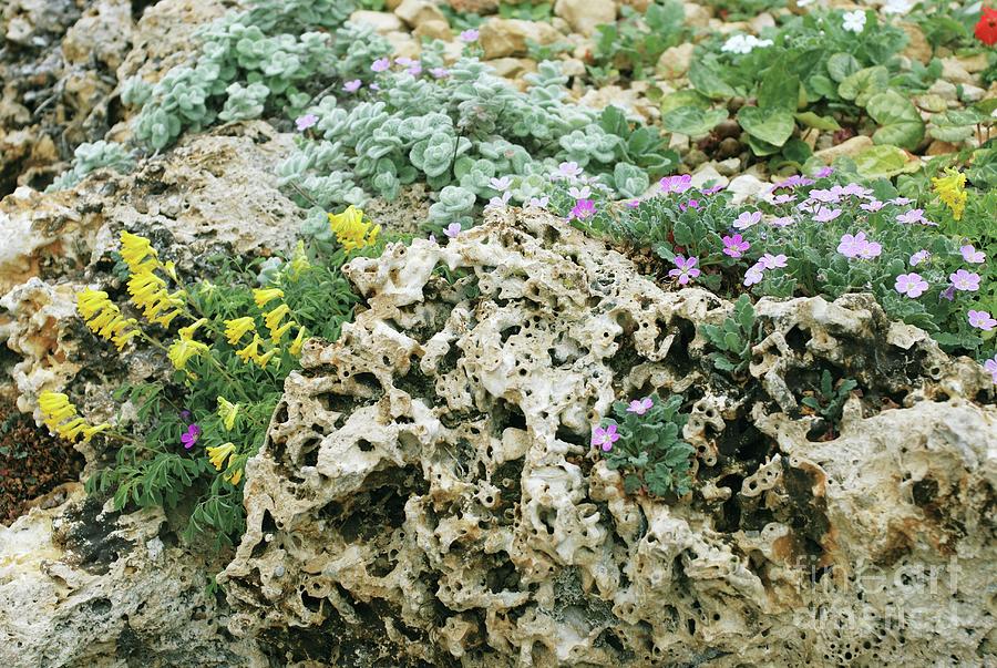 Flower Photograph - Mixed Planting In Tufa Rocks by Mike Comb/science Photo Library