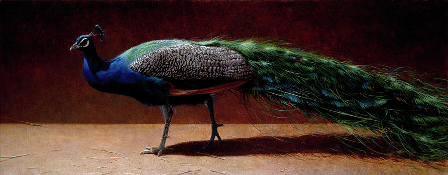 Peacock Photograph - Mja-oil-wwl-70111 by Michael Jackson