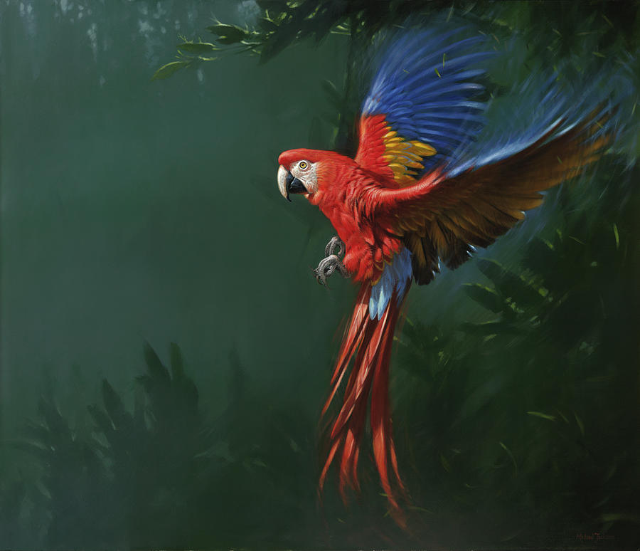 Macaw Photograph - Mja-oil-wwl-70280 by Michael Jackson