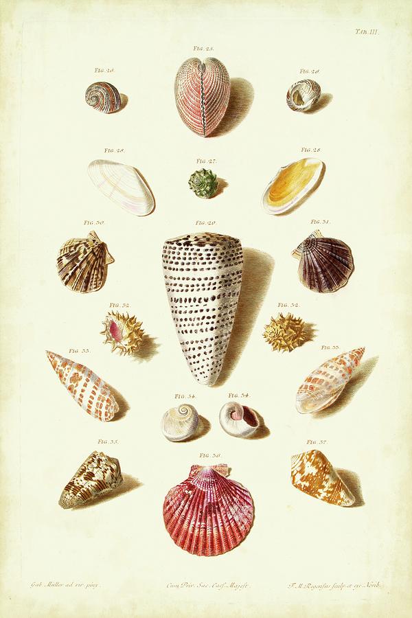 Müller Shells Tab IIi Painting by Gabriel Muller Pixels