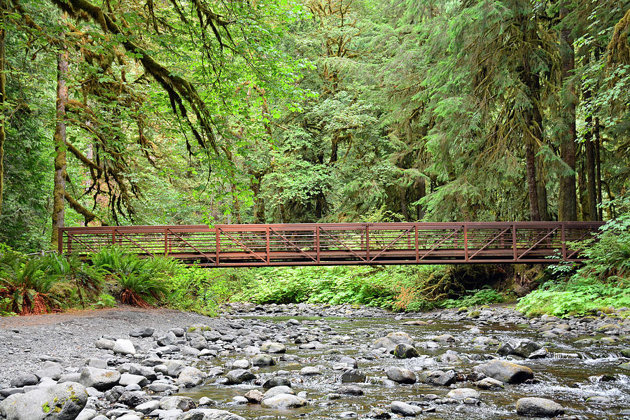 Marymere Creek Bridge Oympic National Park Photograph by Bruce Gourley