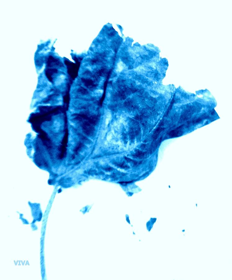 MME IS BLUE by VIVA Anderson MME IS BLUE by VIVA Anderson