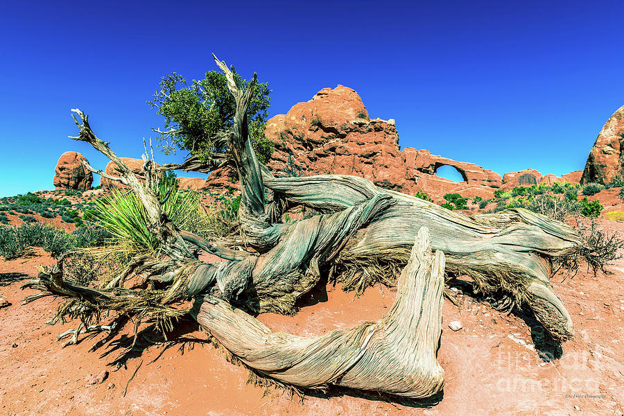 Moab Arch and Twisted Tree Photograph by Aloha Art