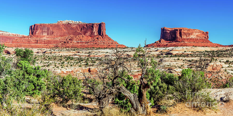 Moab Arches Twin Mountains and Twisted Tree 2 to 1 Ratio Photograph by Aloha Art
