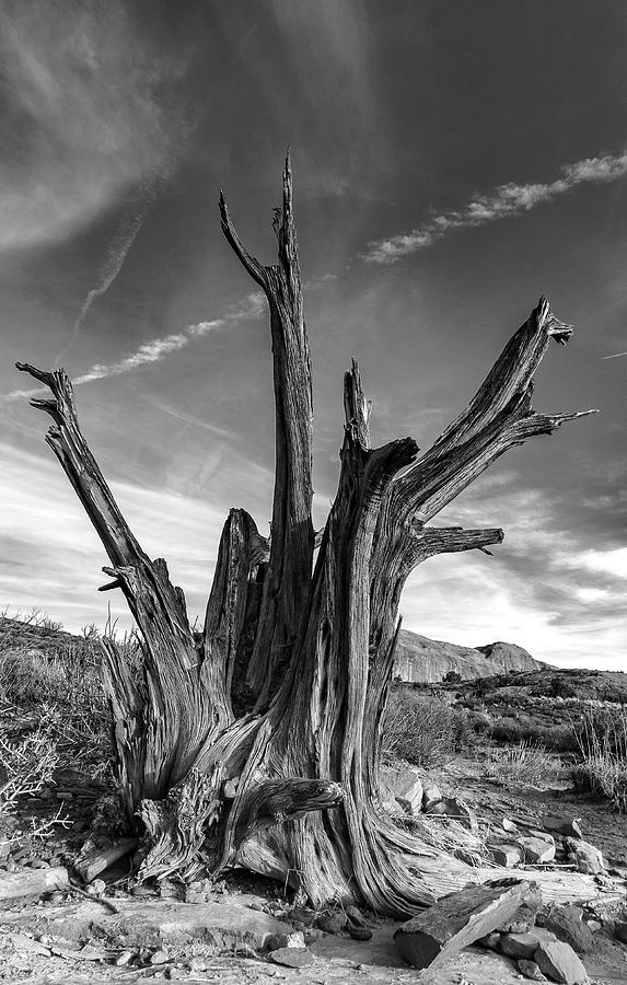 Moab Desert Photograph by Erin Blohm | Fine Art America