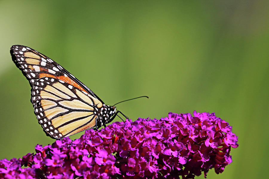 Monarch On Magenta Bloom Photograph