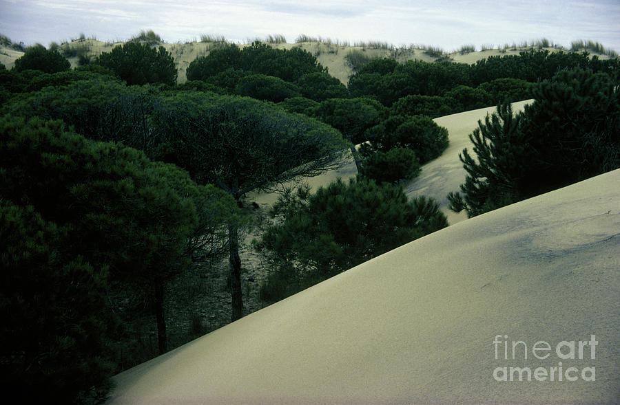 Mobile Sand Dunes  Photograph by Dr. Peter Moore/science Photo Library
