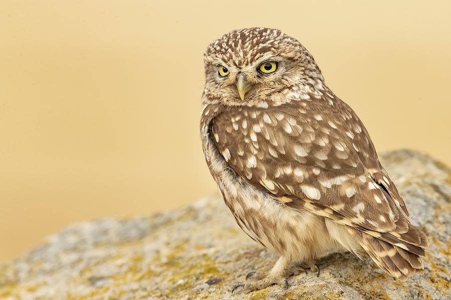 Wildlife Photograph - Mochi -  Little Owl by Joan Gil Raga