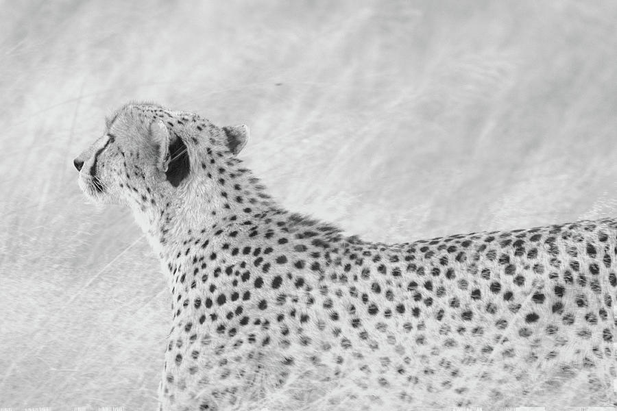 Mochrome Cheetah in Grass Photograph by Mark Hunter