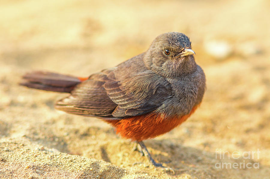 Mocking Cliff Chat Female Bird Photograph by Benny Marty