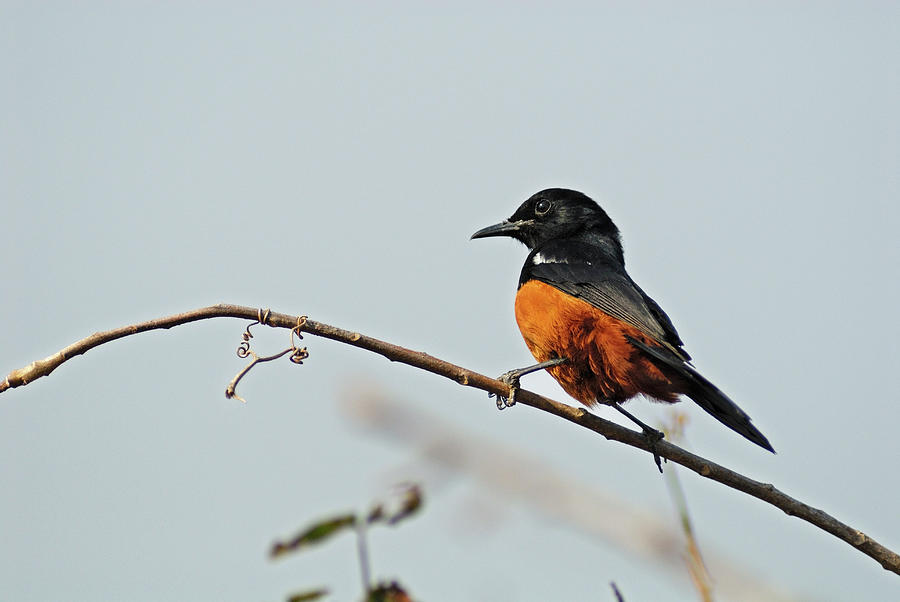 Mocking Cliff-chat Perched On Tree Photograph by Sami Sarkis Mocking Cliff-chat Perched On Tree Photograph by Sami Sarkis