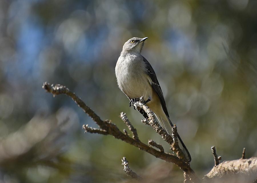 Mockingbird And Bokeh Photograph by Fraida Gutovich