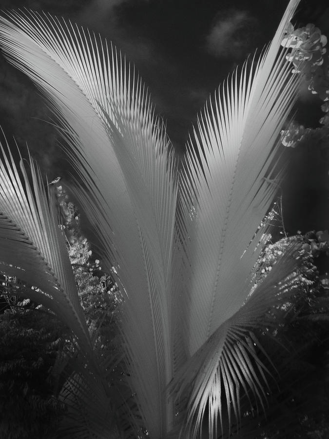 Mockingbird And Coco Palm Photograph