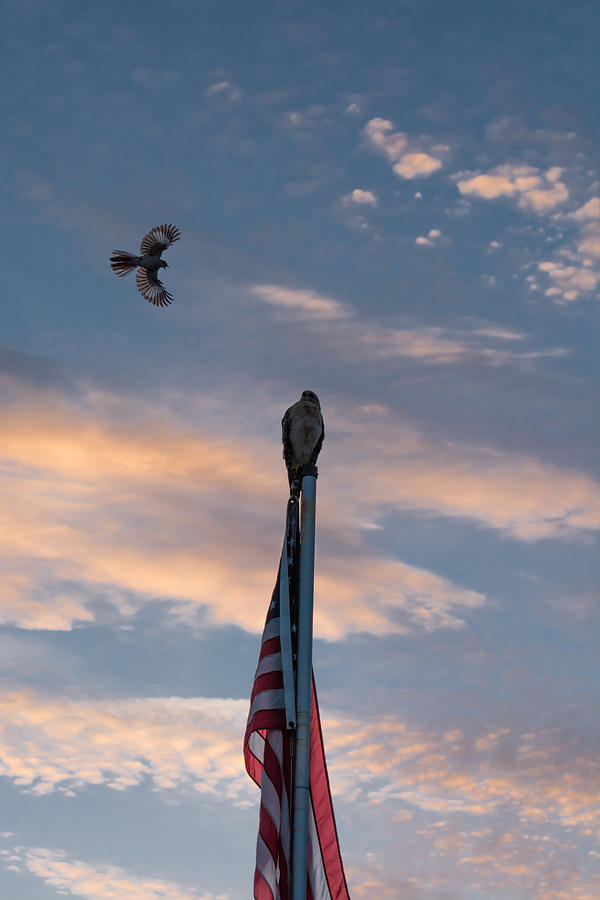 Hawk Photograph - Mockingbird and hawk at sunrise by Zina Stromberg