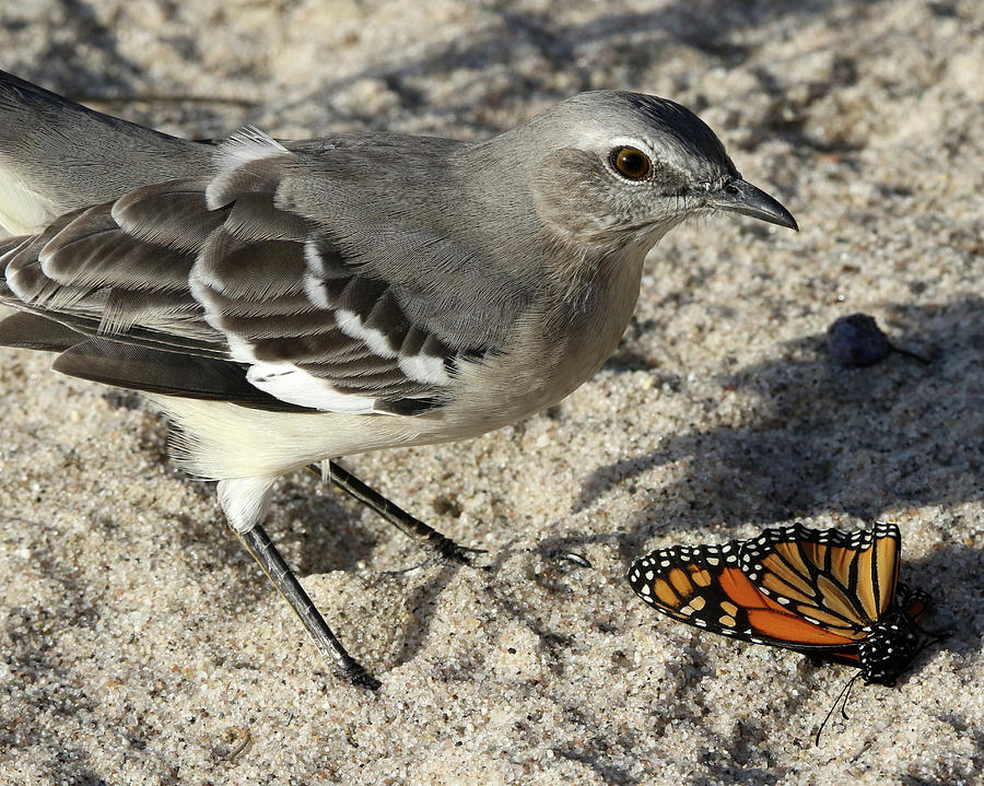 Mockingbird and Monarch Butterfly Mount Sinai New York Photograph by Bob Savage