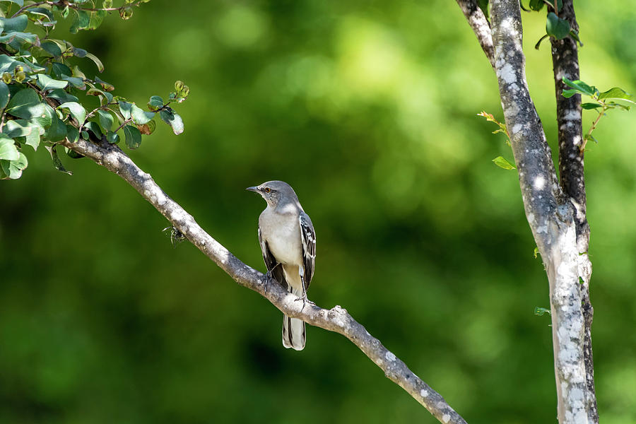 Mockingbird Photograph by David Morefield