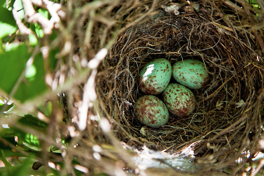 Mockingbird Eggs Photograph by Karen Murray