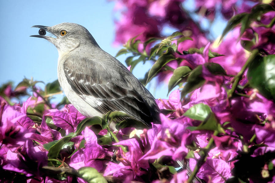Mockingbird in the Bougainvillea Photograph by Donna Kennedy