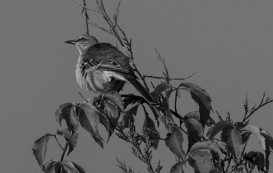 Mockingbird Photograph - Mockingbird by John Rutledge