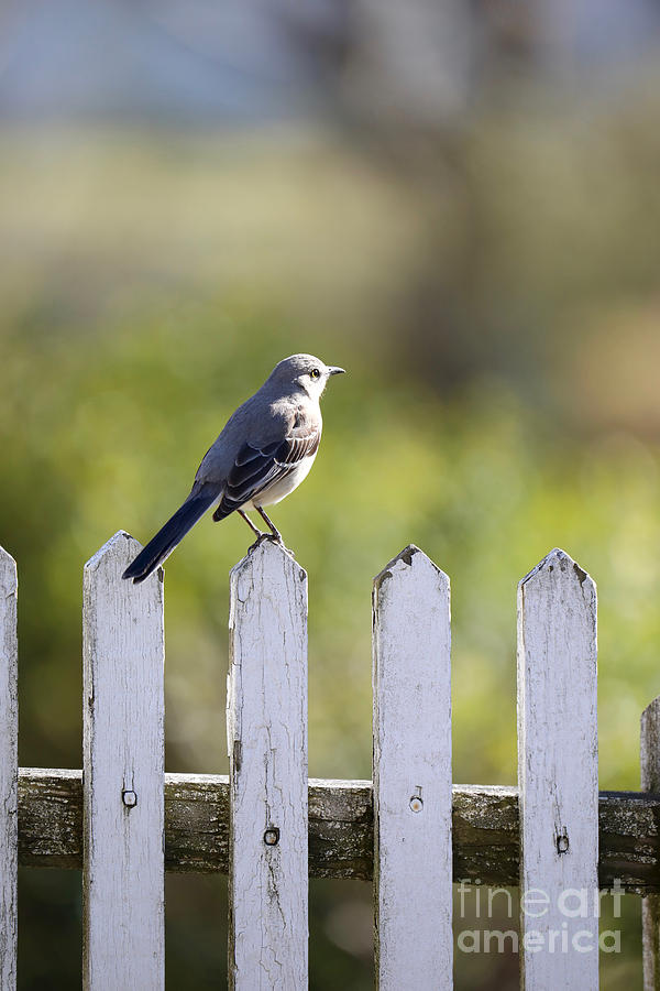 Mockingbird on a Fence by Rachel Morrison Mockingbird on a Fence by Rachel Morrison
