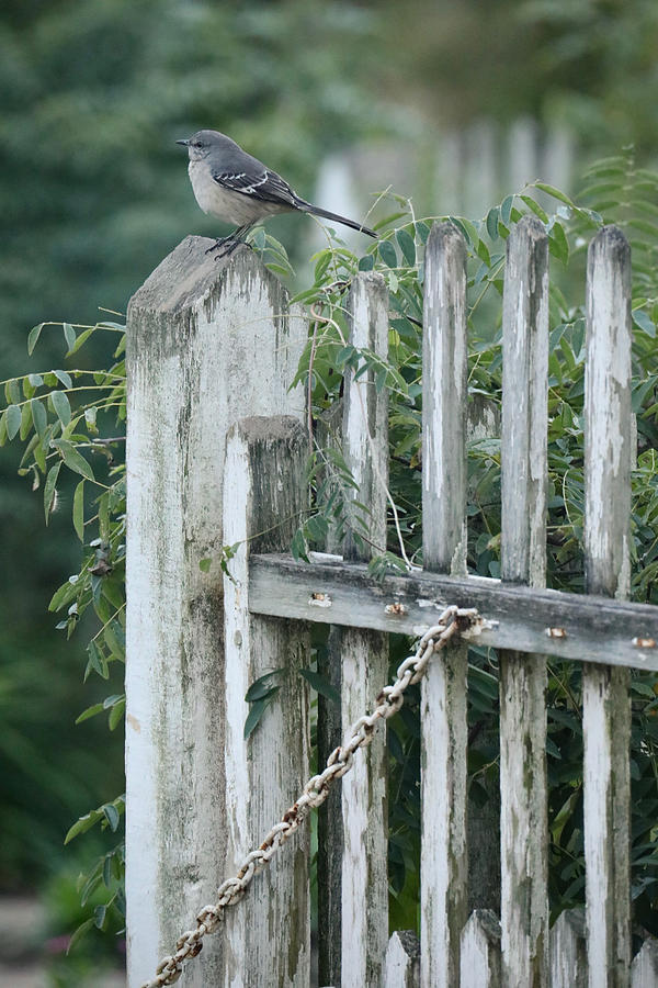 Mockingbird on a Garden Gate  Photograph by Rachel Morrison