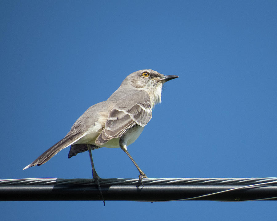 Mockingbird on a Wire Photograph by Mitch Spence