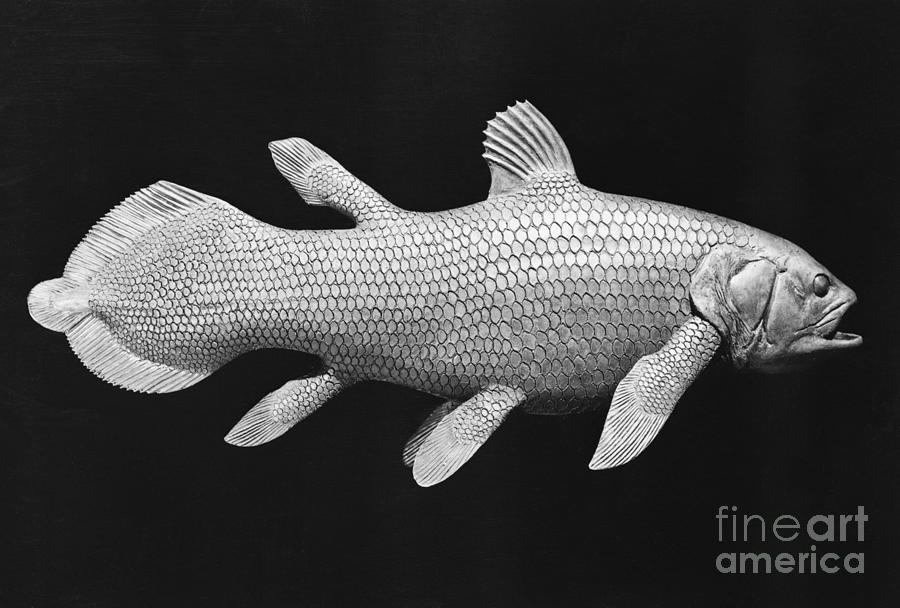Model Of Coelacanths Photograph by Bettmann