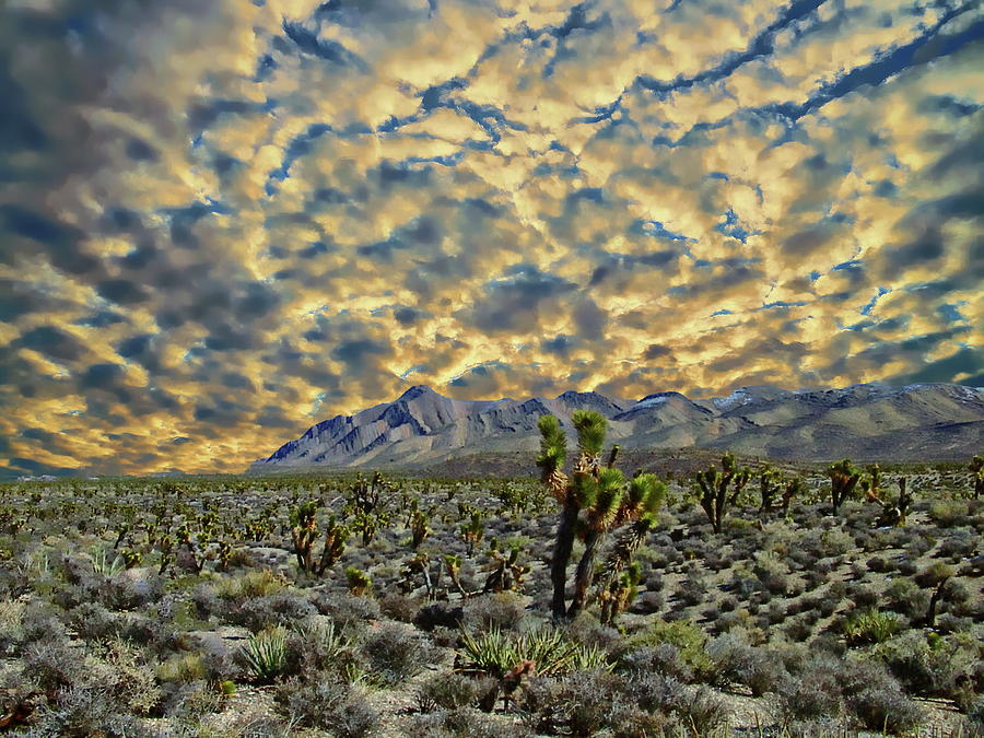 Mohave Desert View Photograph by Anthony Dezenzio