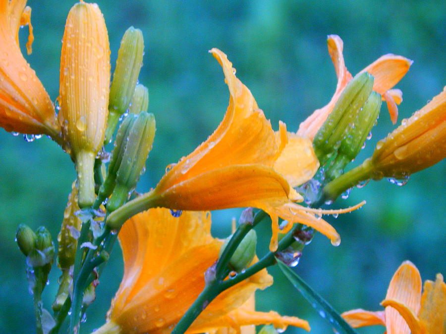 Moist Day Lillies Photograph by Virginia White