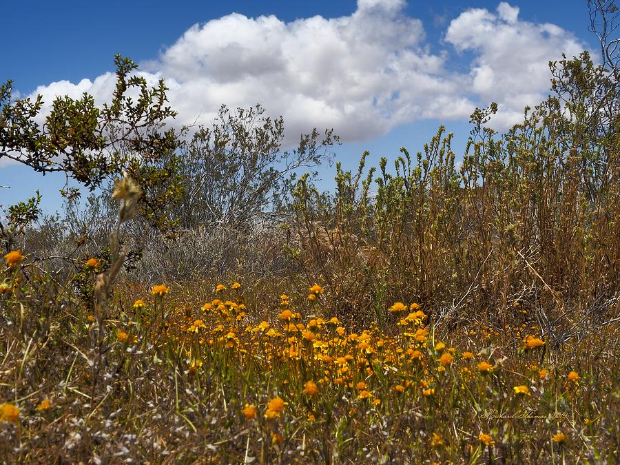 Mojave Desert Bloom Photograph by Richard Thomas