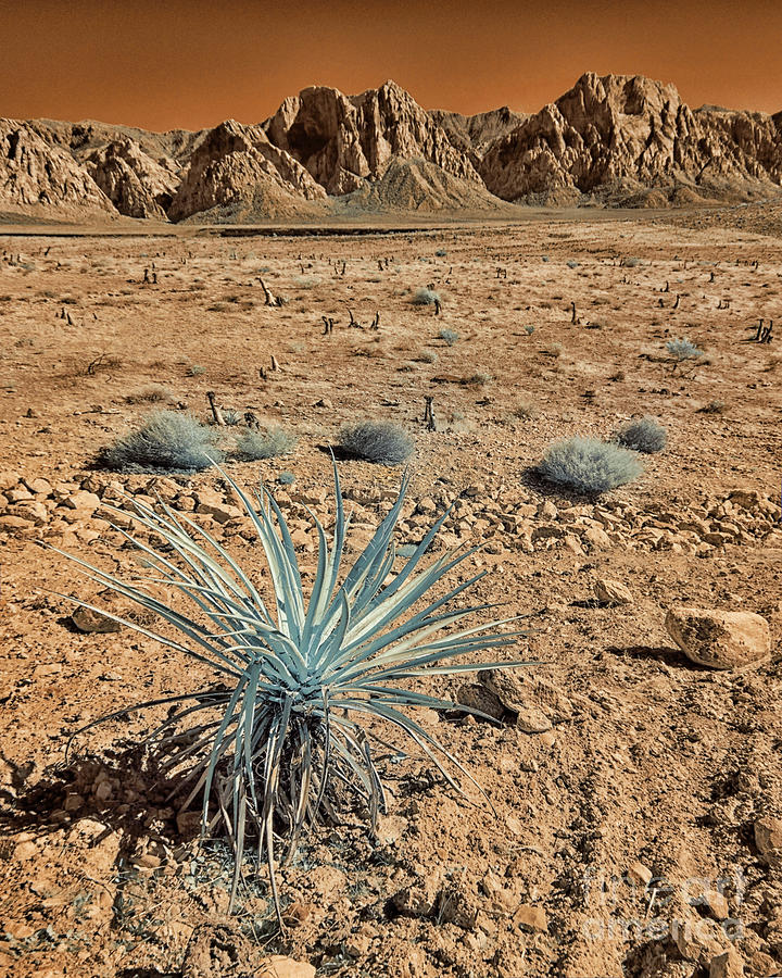 Mojave Desert In Infrared Photograph