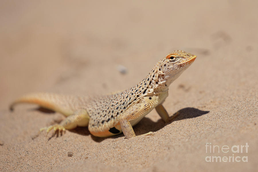 Mojave Fringe-Toed Lizard 2 Photograph by Leia Hewitt - Fine Art America