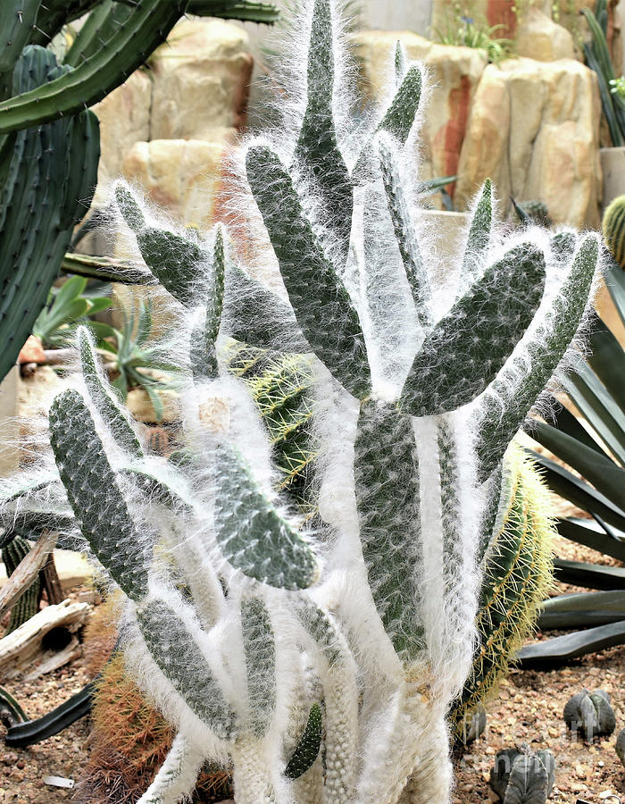 Mojave prickly pear by James Fannin Mojave prickly pear by James Fannin