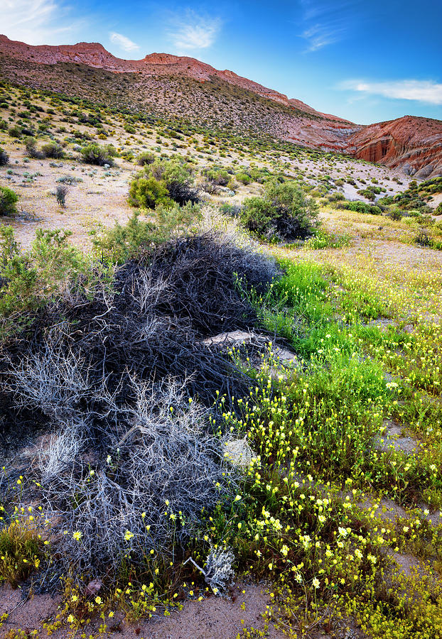 Mojave Spring Photograph by Grant Sorenson