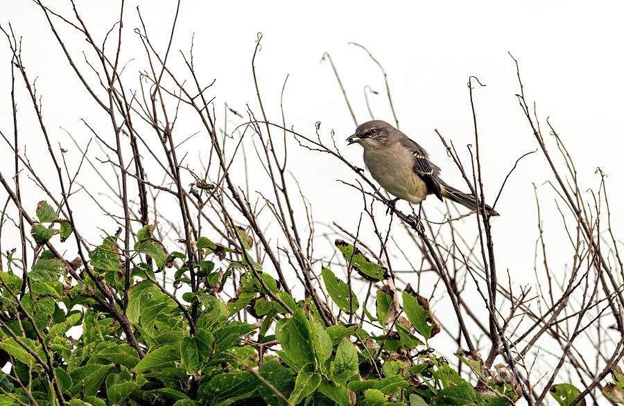 Mockingbird  Photograph by Sam Rino