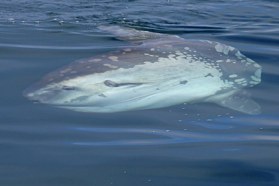 Mola Mola Profile Photograph