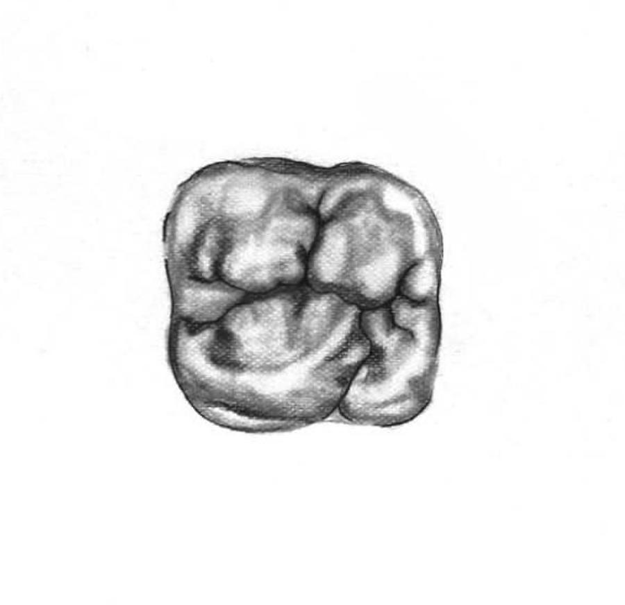 molar tooth drawing